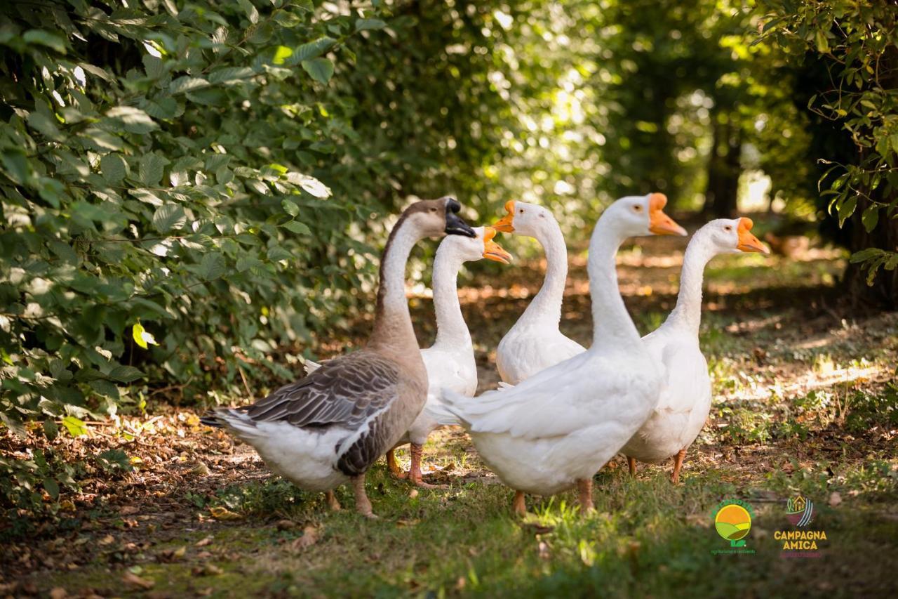 Agriturismo Ai Carpini Villa Marcon Kültér fotó